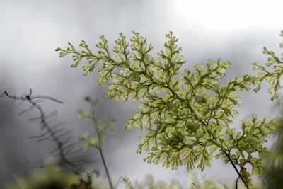Hymenophyllum fujisanense, photographed by Licheng Shih