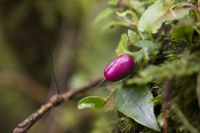 Tripterospermum luzonense, photographed by Licheng Shih