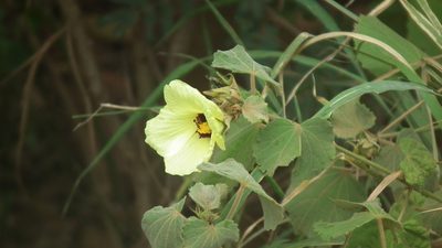 Hibiscus calyphyllus, photographed by Shaun Swanepoel