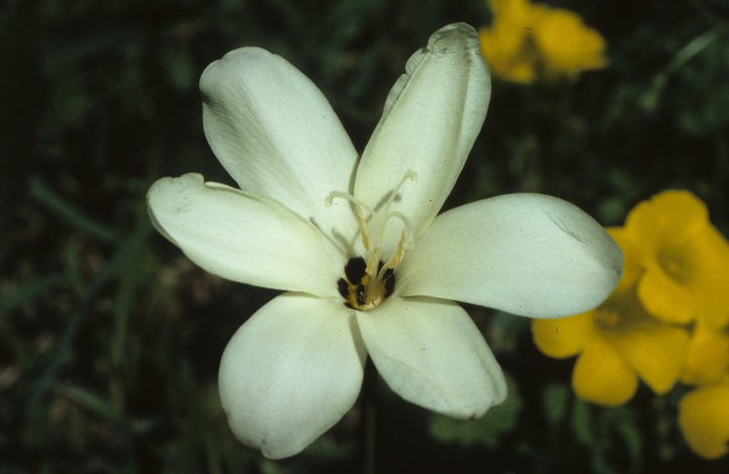 Sparaxis grandiflora, photographed by Tom Lloyd Evans