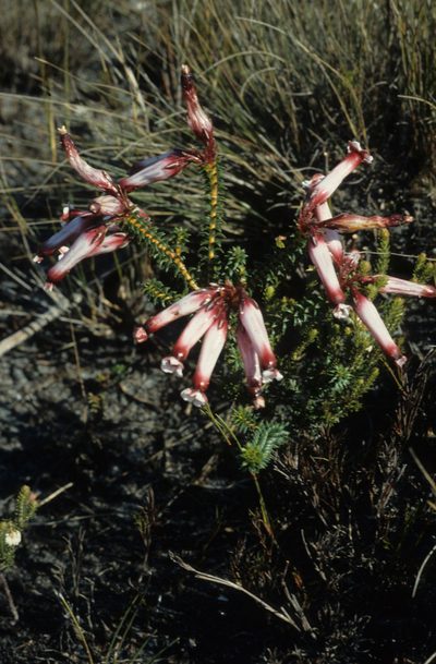 Erica aristata, photographed by Tom Lloyd Evans