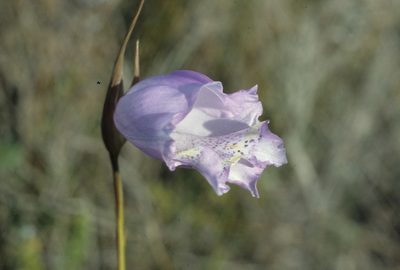 Gladiolus bullatus, photographed by Tom Lloyd Evans