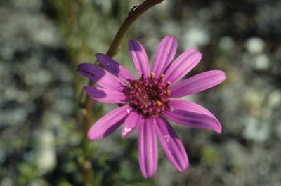 Senecio hastifolius, photographed by Tom Lloyd Evans