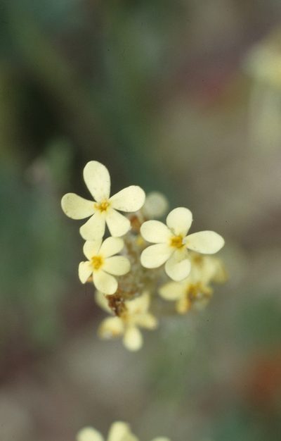 Polycarena capensis, photographed by Tom Lloyd Evans