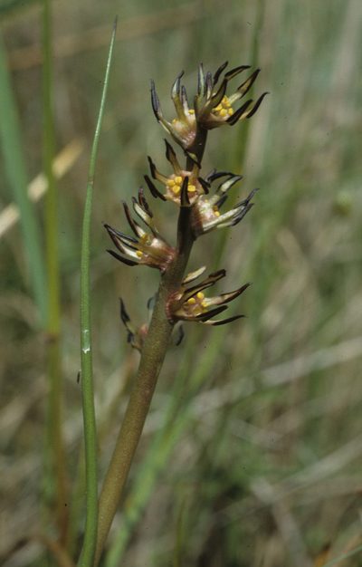 Wurmbea monopetala, photographed by Tom Lloyd Evans
