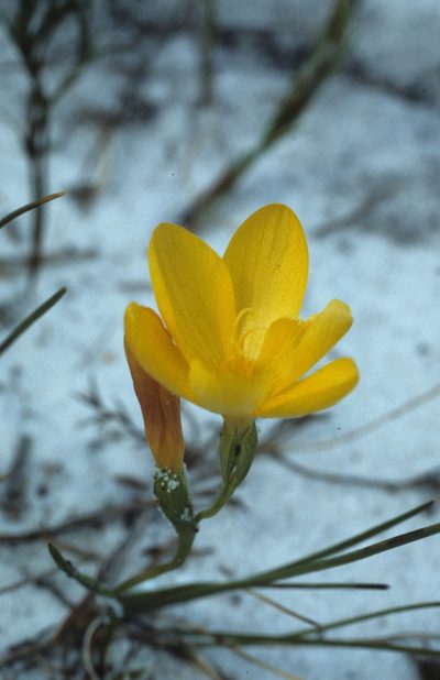 Geissorhiza humilis, photographed by Tom Lloyd Evans