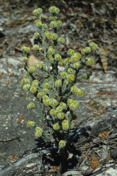 Erica capitata, photographed by Tom Lloyd Evans