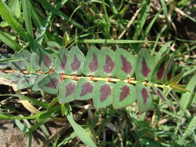 Euphorbia umbellulata, photographed by Alexis López Hernández