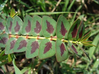 Euphorbia umbellulata, photographed by Alexis López Hernández