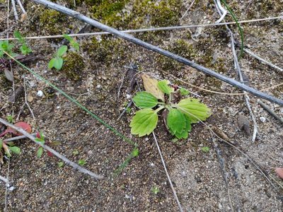 Ranunculus bullatus, photographed by Davide Puddu