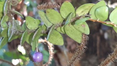 Sphyrospermum buxifolium, photographed by Arthur de Jesús Chavarría Pérez