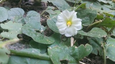 Lycianthes repens, photographed by Anabela Plos