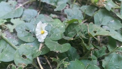 Lycianthes repens, photographed by Anabela Plos
