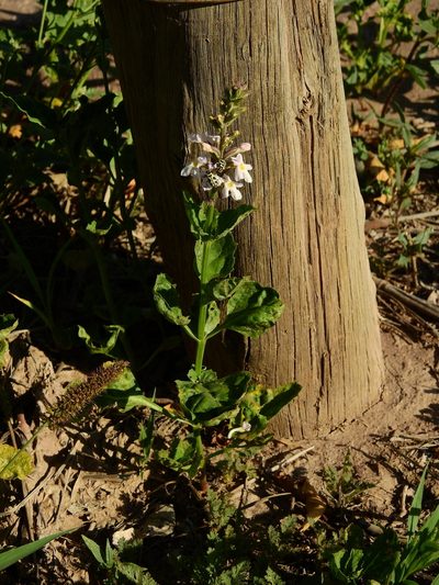 Pitraea cuneato-ovata, photographed by Guillermo Debandi