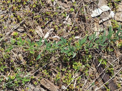 Lespedeza daurica, photographed by 葉子