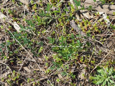 Lespedeza daurica, photographed by 葉子