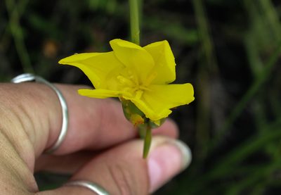 Bobartia aphylla, photographed by Corne Brink