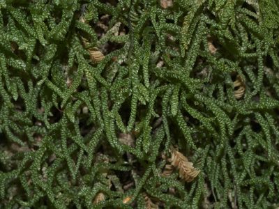 Lembophyllum divulsum, photographed by Robert Webster