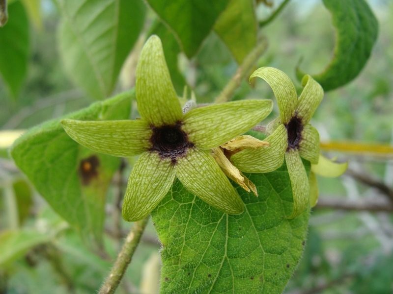 Polystemma fuscum, photographed by Alexis López Hernández
