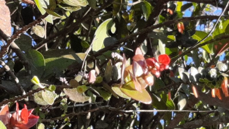 Macleania insignis, photographed by Arthur de Jesús Chavarría Pérez