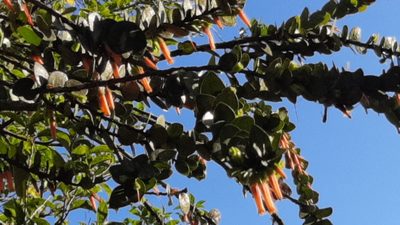 Macleania insignis, photographed by Arthur de Jesús Chavarría Pérez