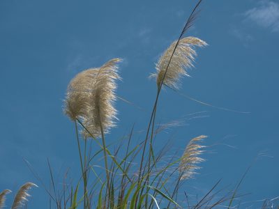 Austroderia splendens, photographed by Robert Webster