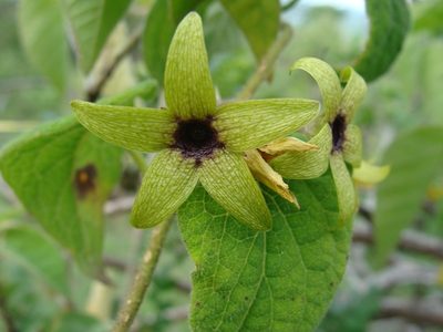 Polystemma fuscum, photographed by Alexis López Hernández