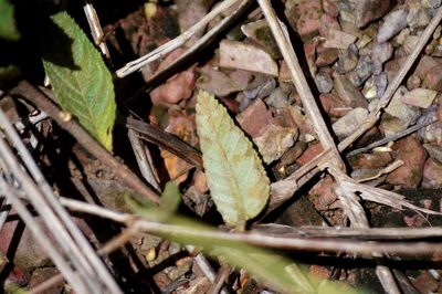 Turnera longiflora, photographed by Douglas
