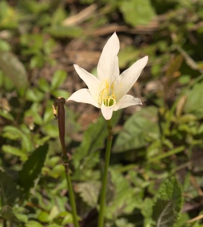 Zephyranthes treatiae, photographed by Robert Webster