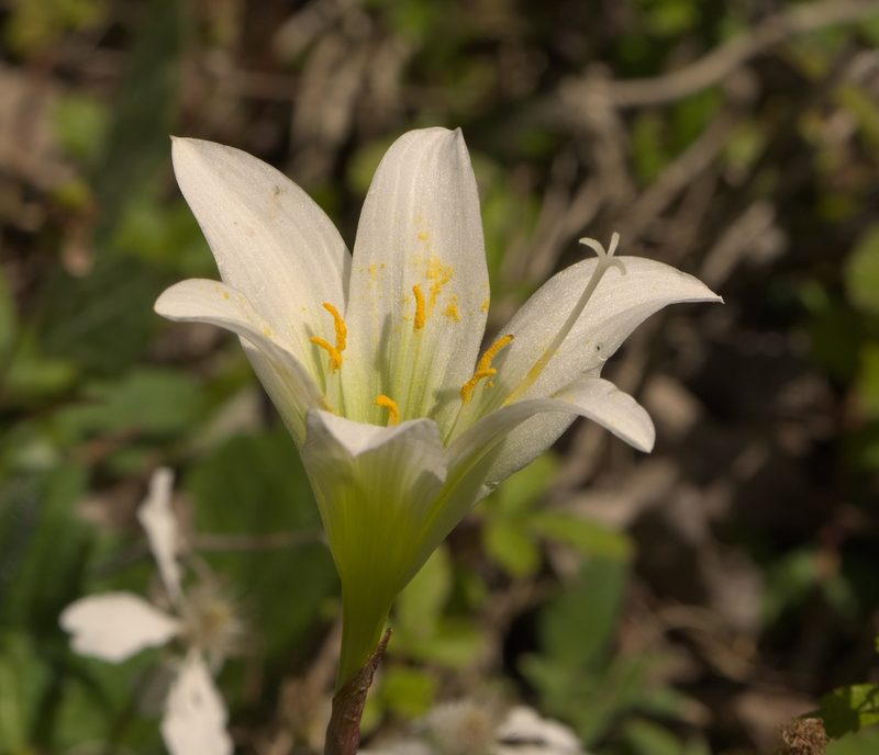Zephyranthes treatiae, photographed by Robert Webster