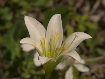 Zephyranthes treatiae, photographed by Robert Webster