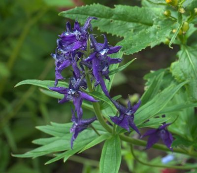 Delphinium barbeyi, photographed by Robert Webster