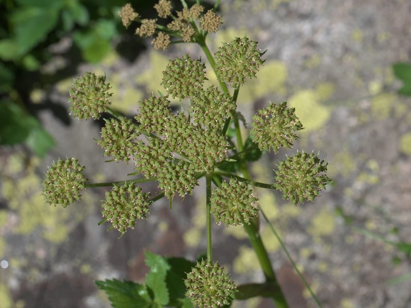 Levisticum officinale, photographed by Robert Webster