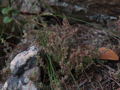 Crassula schimperi, photographed by Jeremy Gilmore