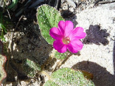 Okenia hypogaea, photographed by Isaac Chacón