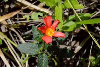 Turnera longiflora, photographed by Douglas