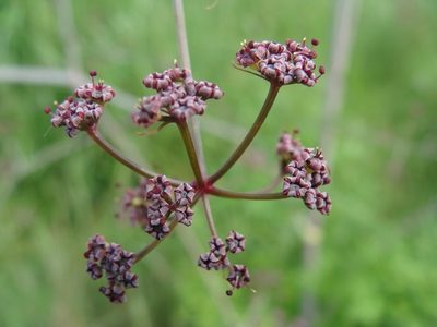 Arracacia atropurpurea, photographed by Alexis López Hernández