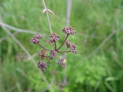 Arracacia atropurpurea, photographed by Alexis López Hernández