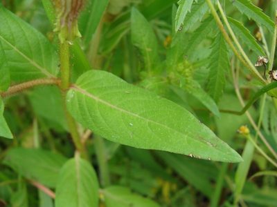 Cuphea procumbens, photographed by Alexis López Hernández