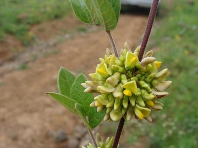 Nissolia microptera, photographed by Alexis López Hernández