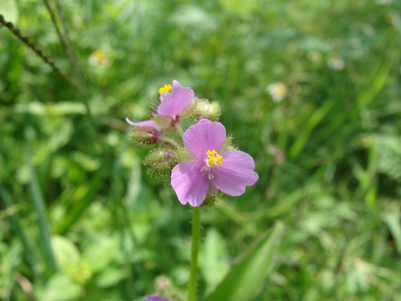 Tripogandra disgrega, photographed by Alexis López Hernández