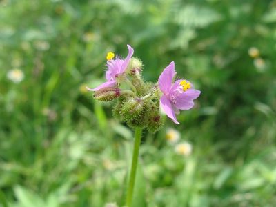 Tripogandra disgrega, photographed by Alexis López Hernández