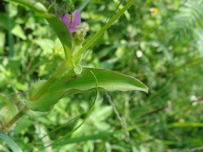 Tripogandra disgrega, photographed by Alexis López Hernández