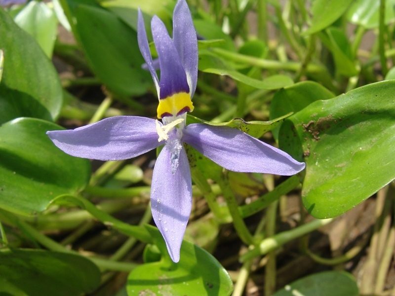 Heteranthera rotundifolia, photographed by Alexis López Hernández