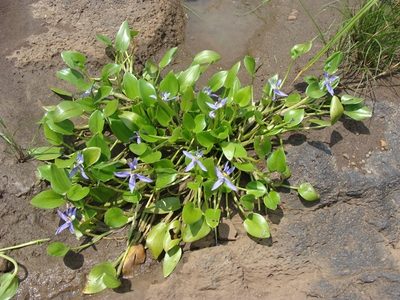 Heteranthera rotundifolia, photographed by Alexis López Hernández