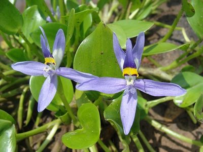 Heteranthera rotundifolia, photographed by Alexis López Hernández