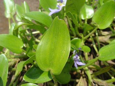 Heteranthera rotundifolia, photographed by Alexis López Hernández