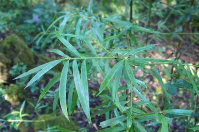 Podocarpus matudae, photographed by Juan Carlos Pérez Magaña