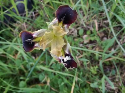 Iris tuberosa, photographed by Andrea Meucci