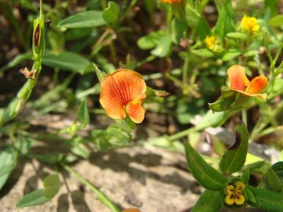 Zornia diphylla, photographed by Alexis López Hernández